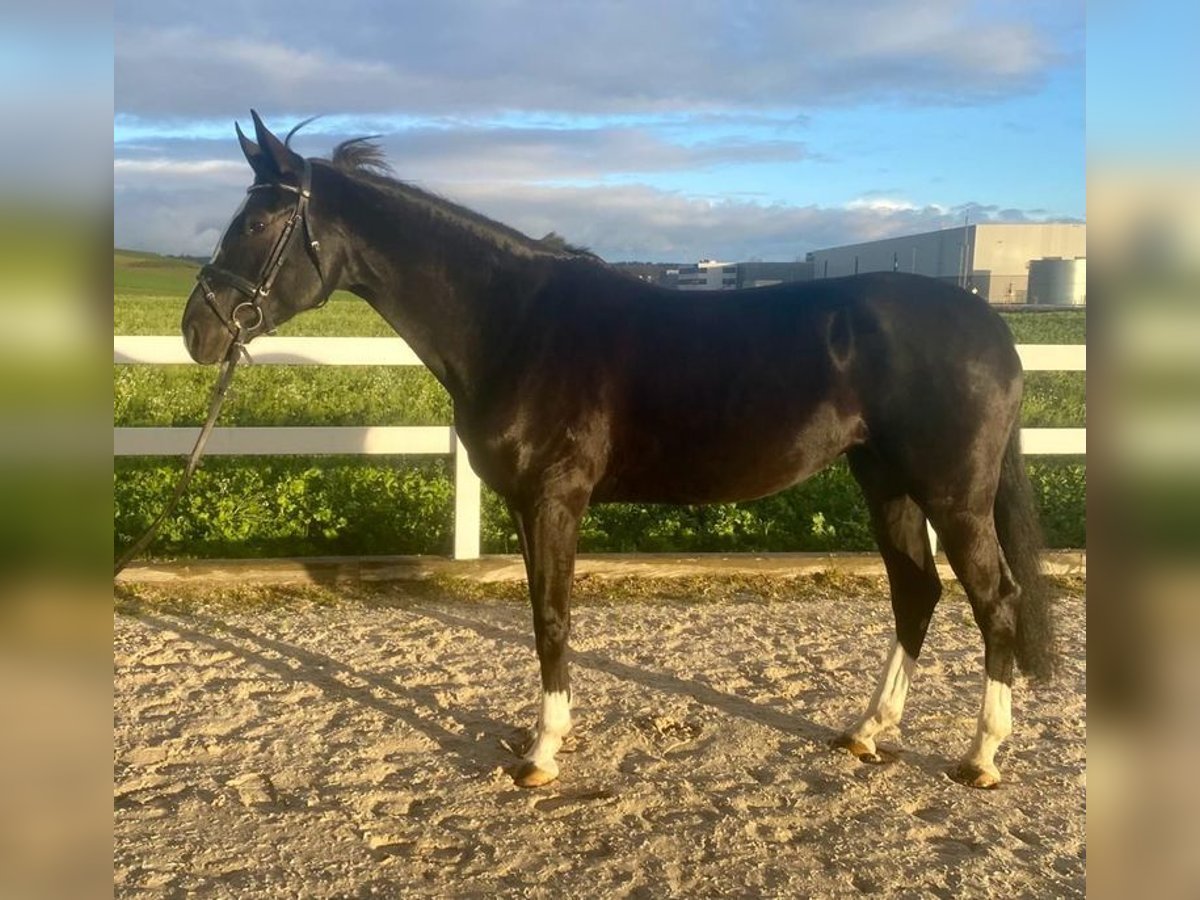 KWPN Mare 7 years 16,1 hh Black in Allershausen