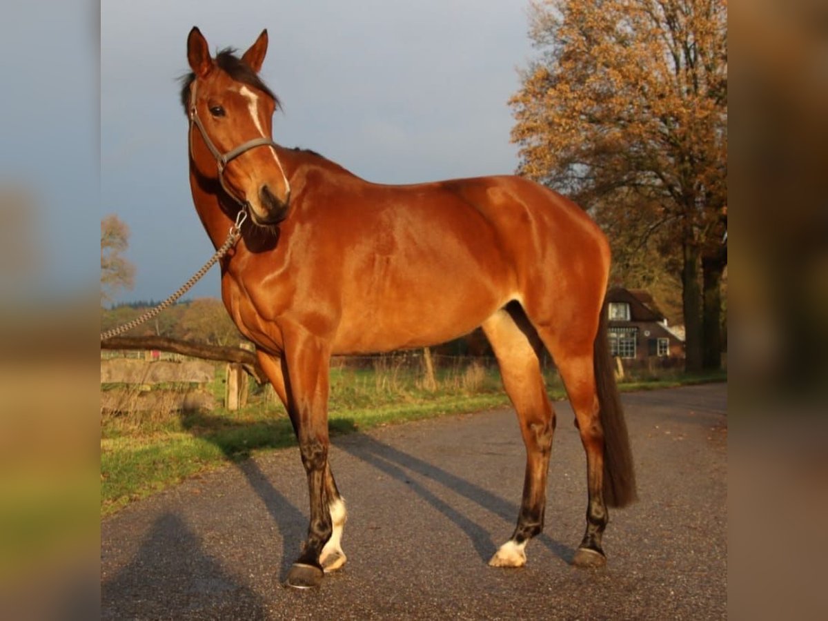 KWPN Mare 7 years 16,1 hh Brown in Holten