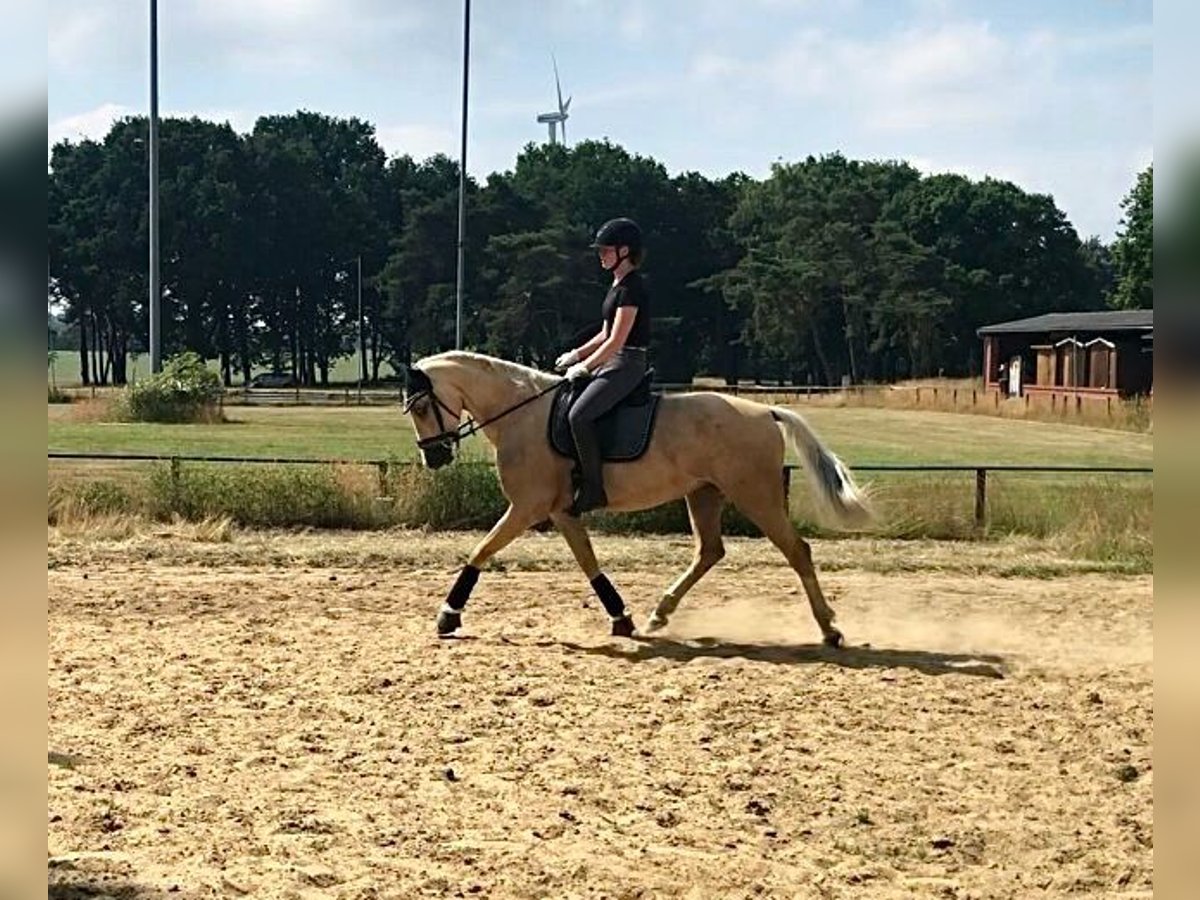 KWPN Mare 7 years 16,1 hh Palomino in Osterholz-Scharmbeck