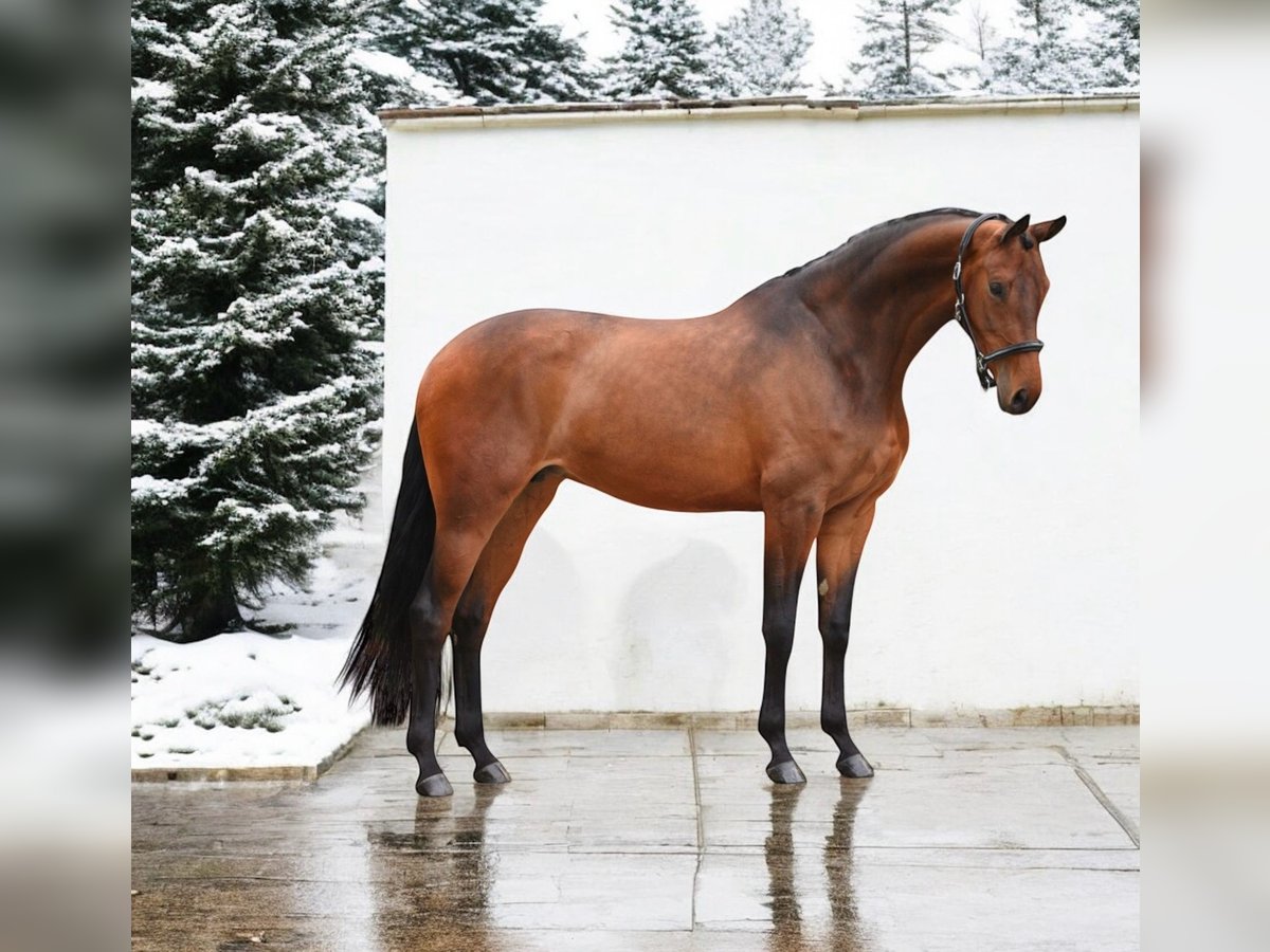 KWPN Mare 7 years 16,2 hh Bay in Kroatisch Minihof / Mjenovo