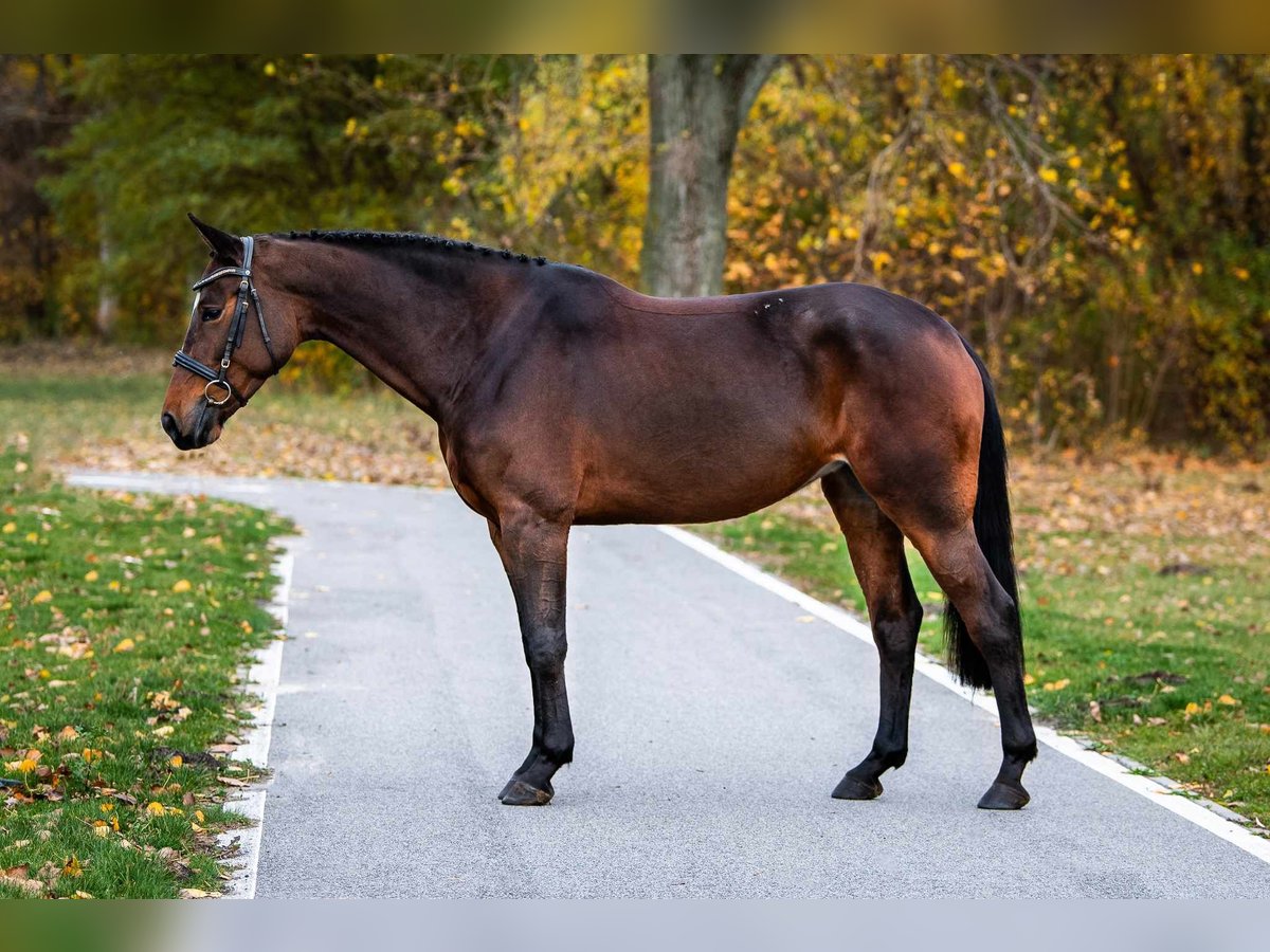 KWPN Mare 7 years 16,2 hh Chestnut in radziejów