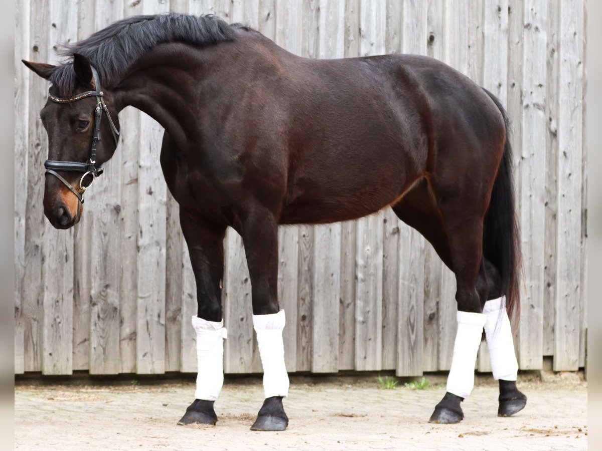 KWPN Mare 7 years 16,2 hh Smoky-Black in Geestland
