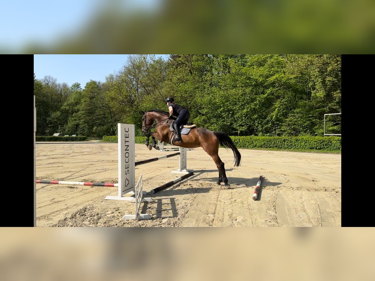 KWPN Mare 7 years 16,3 hh Bay-Dark in Neuwied