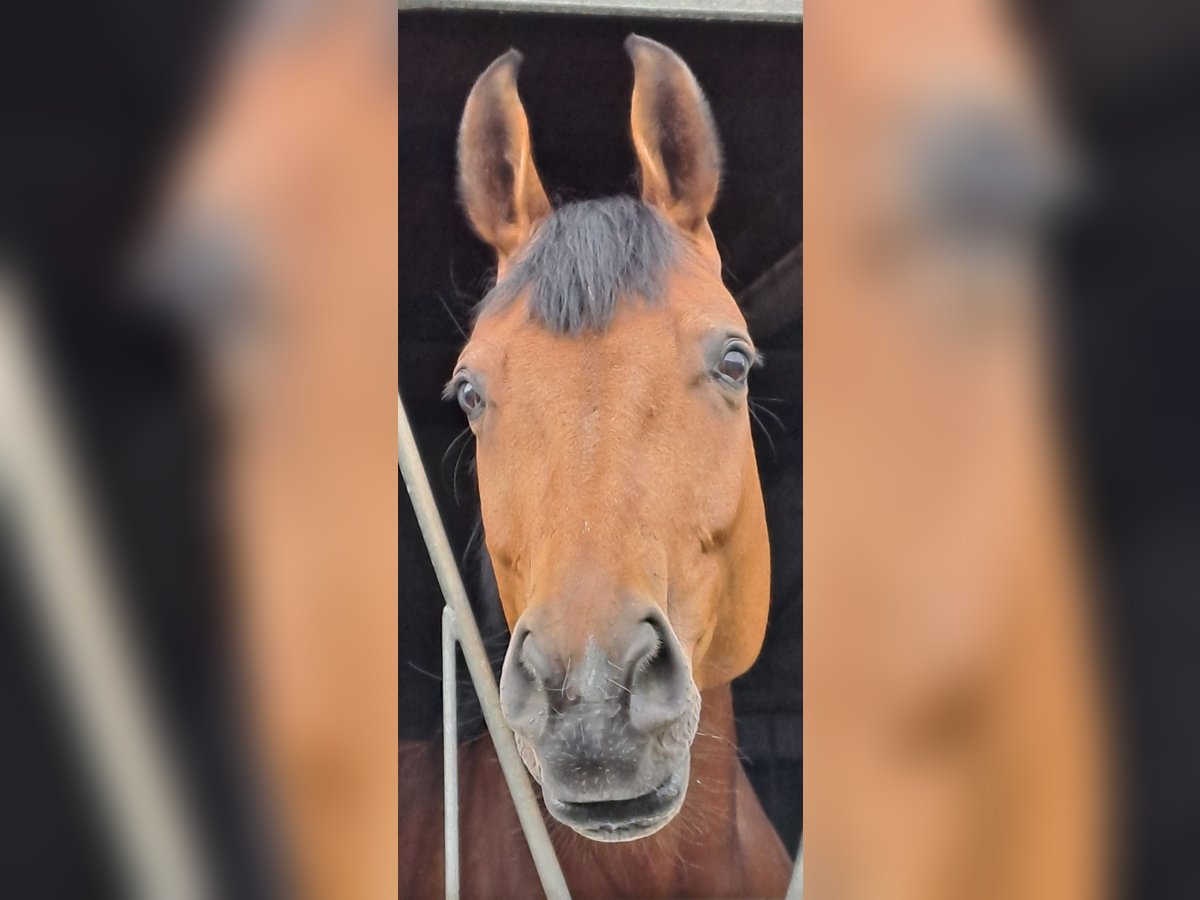 KWPN Mare 7 years 16,3 hh Brown in Messel