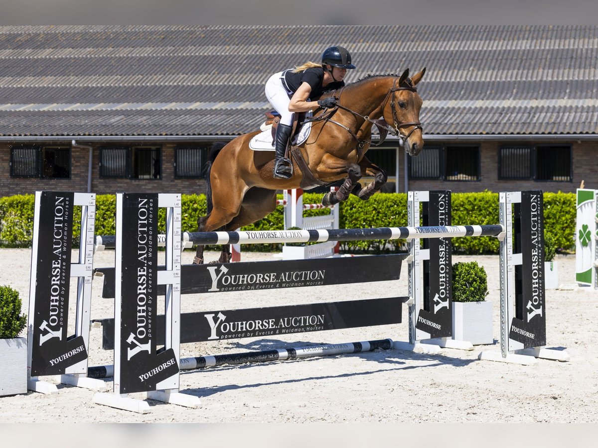 KWPN Mare 7 years 16 hh Brown in Waddinxveen