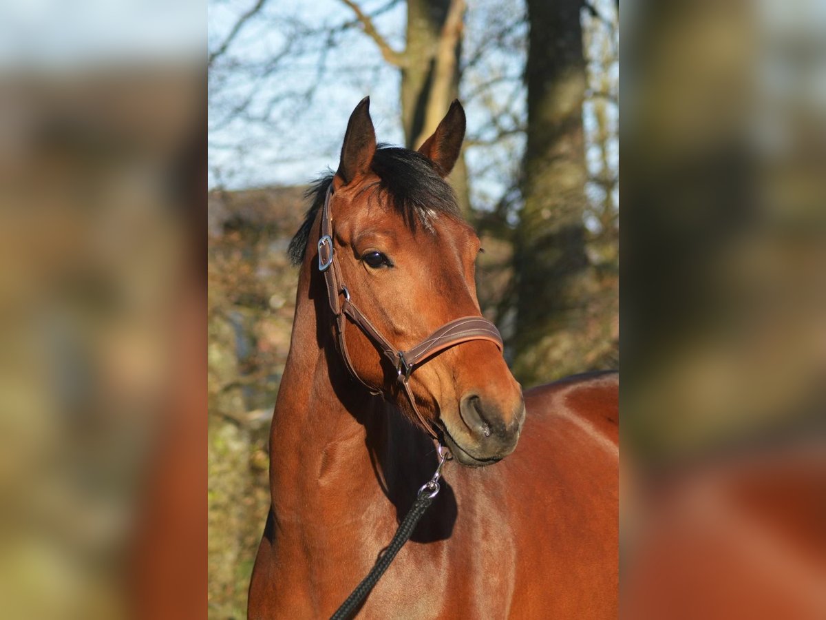 KWPN Mare 7 years 16 hh Brown in Molenschot