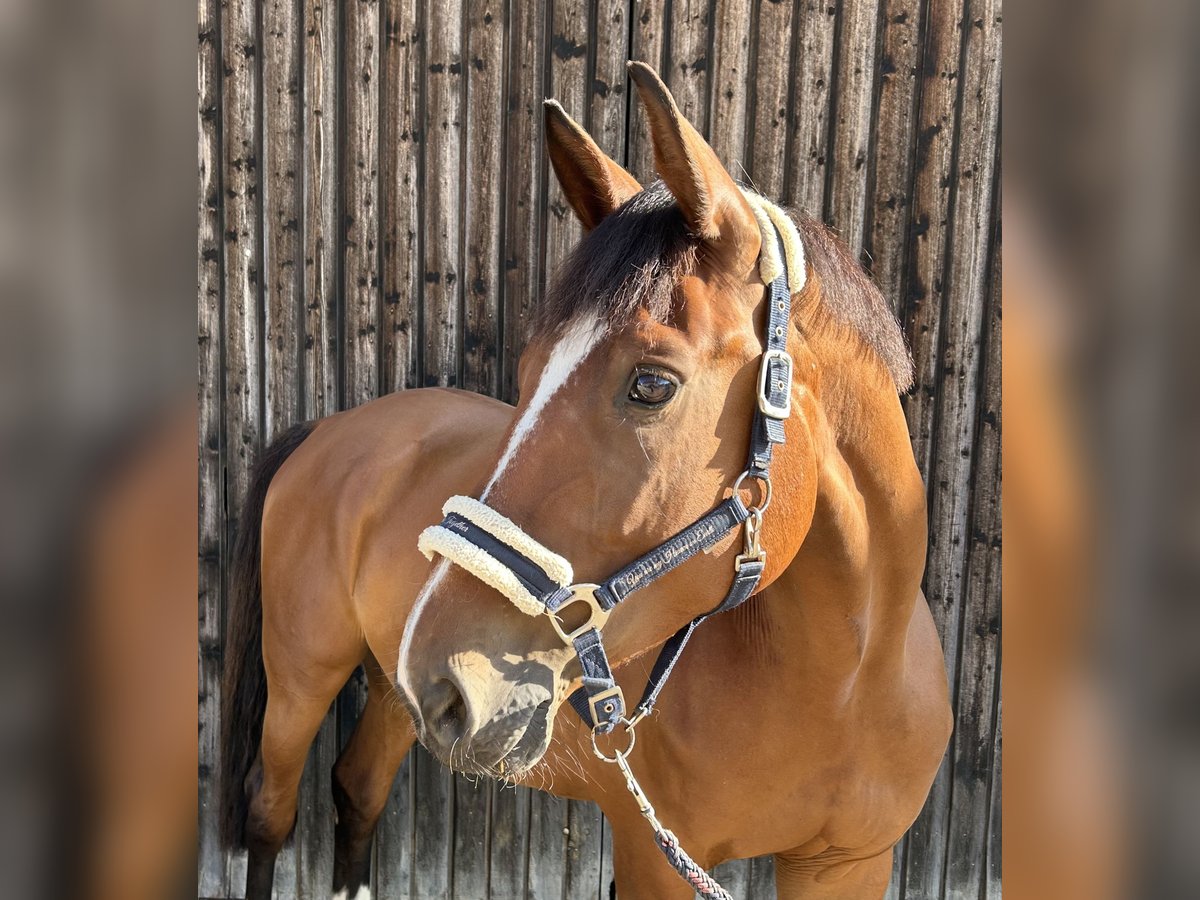 KWPN Mare 7 years 16 hh Brown in Adelschlag