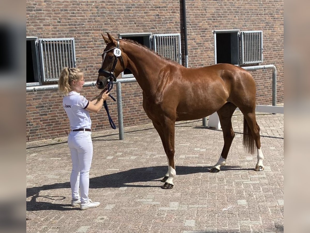 KWPN Mare 7 years 16 hh Chestnut-Red in Ommen