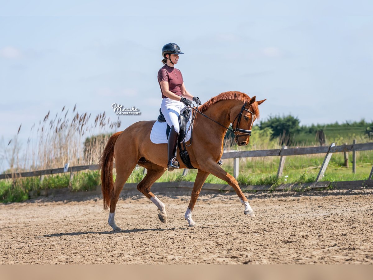 KWPN Mare 7 years 16 hh Chestnut-Red in Vijfhuizen