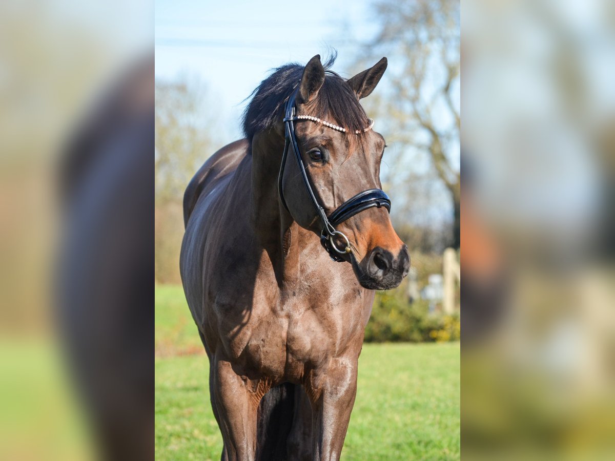 KWPN Mare 7 years 16 hh Smoky-Black in Saint-L&#xF4;