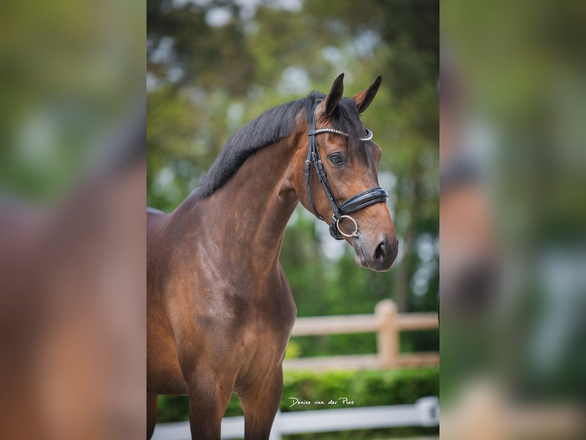 KWPN Mare 7 years 16,1 hh Bay-Dark in Almkerk