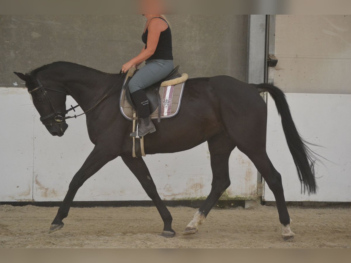 KWPN Mare 7 years 16,1 hh Black in Breda