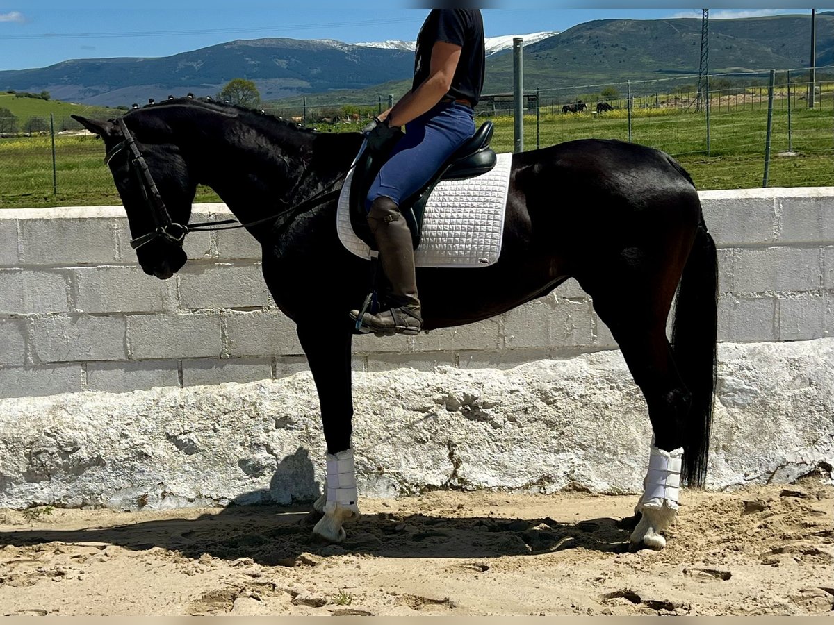 KWPN Mare 7 years 16,1 hh Black in EspirdoTizneros