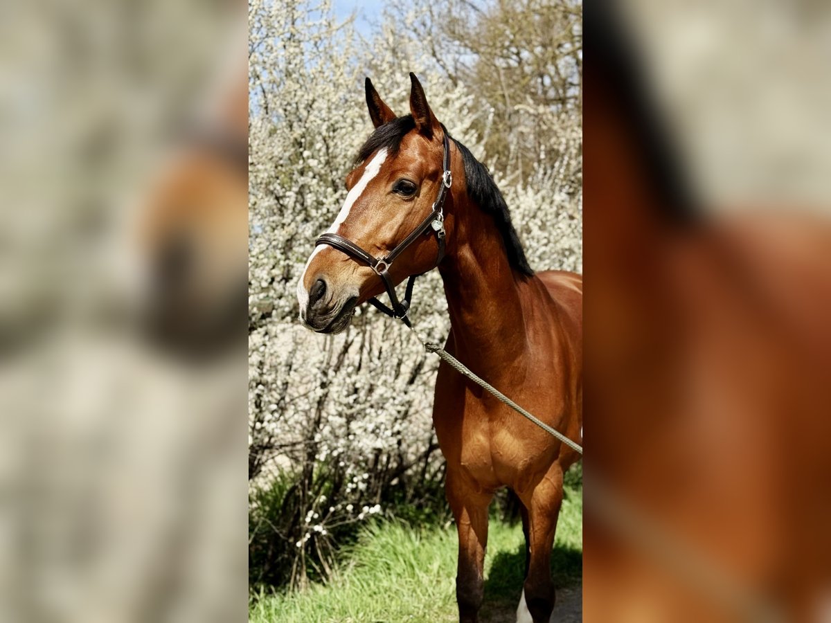KWPN Mare 7 years 16,1 hh Brown in Nürnberg KWPN Mare 7 years 16,1 hh Brown in Nürnberg