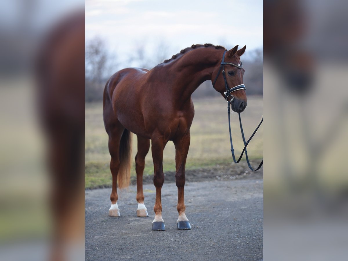 KWPN Mare 7 years 16,1 hh Chestnut-Red in Csabacs&#x171;d