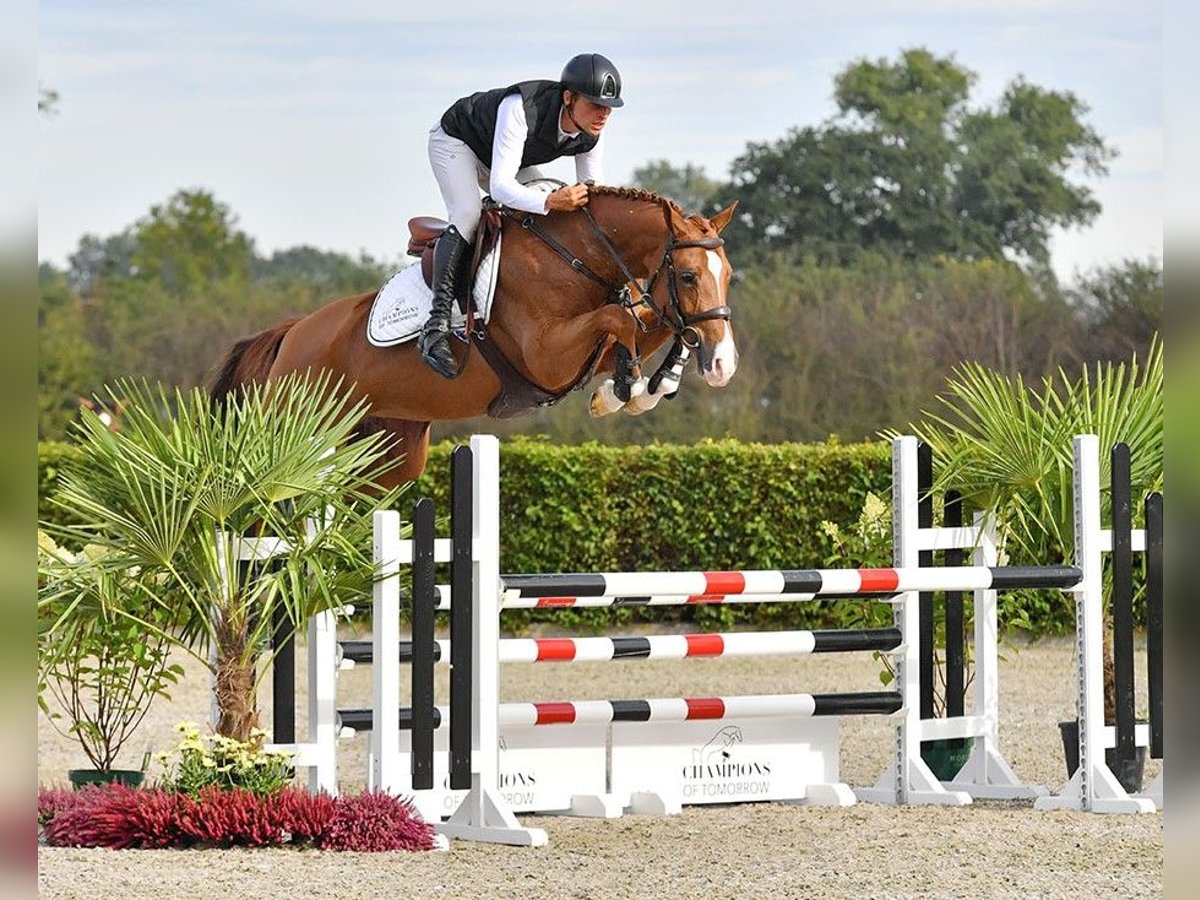 KWPN Mare 7 years 16,1 hh Chestnut-Red in Bad D&#xFC;rrheim