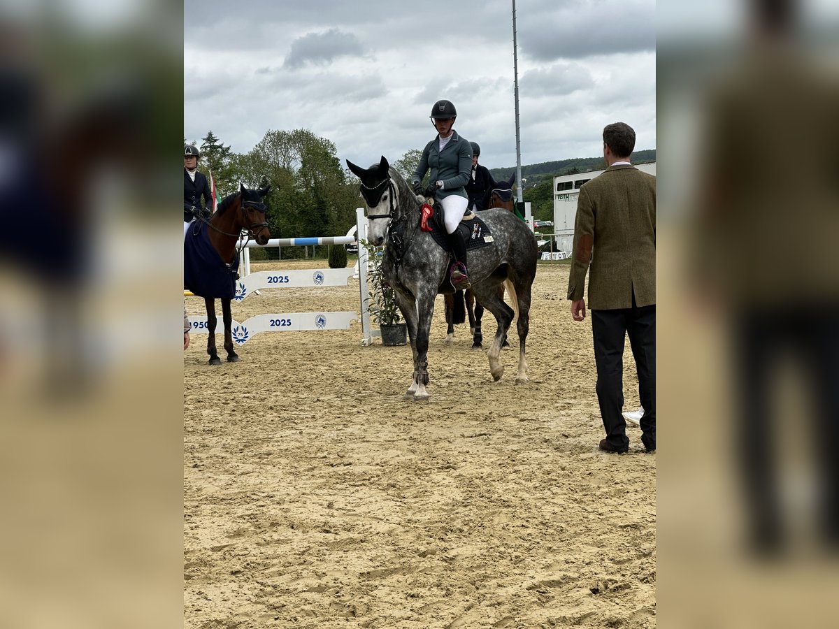 KWPN Mare 7 years 16,1 hh Gray in DiemelseeDiemelsee