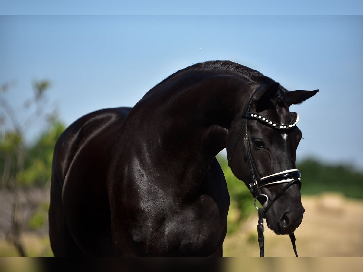KWPN Mare 7 years 16,2 hh Black in Szarvas