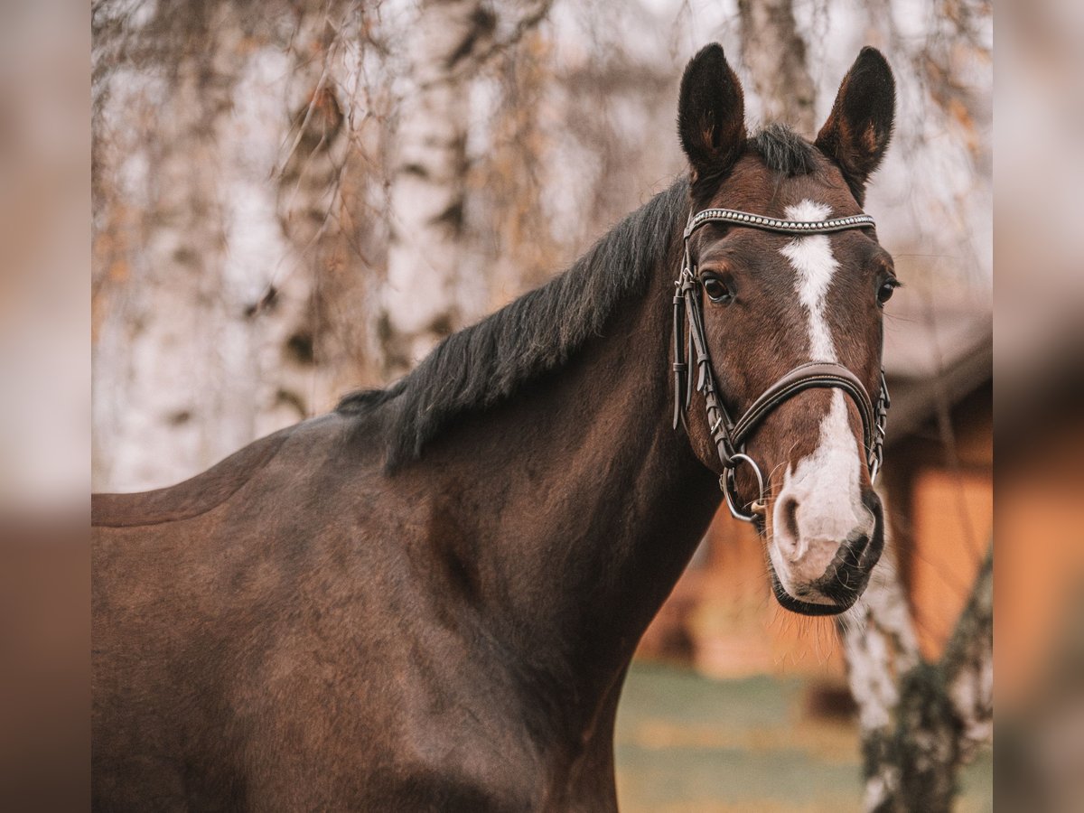 KWPN Mare 7 years 16,2 hh Brown in Dahme