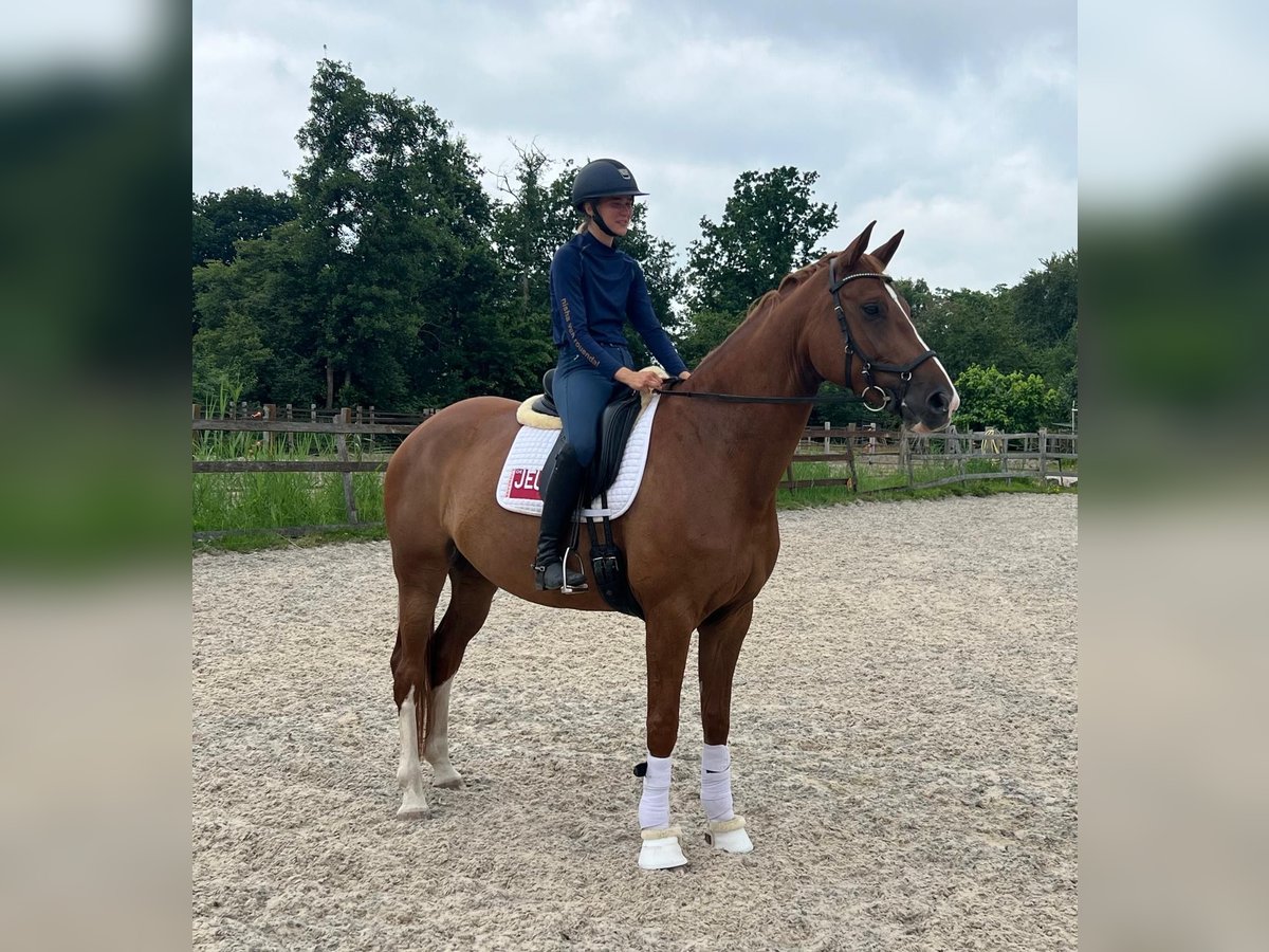 KWPN Mare 7 years 16,2 hh Chestnut-Red in Oosterstreek