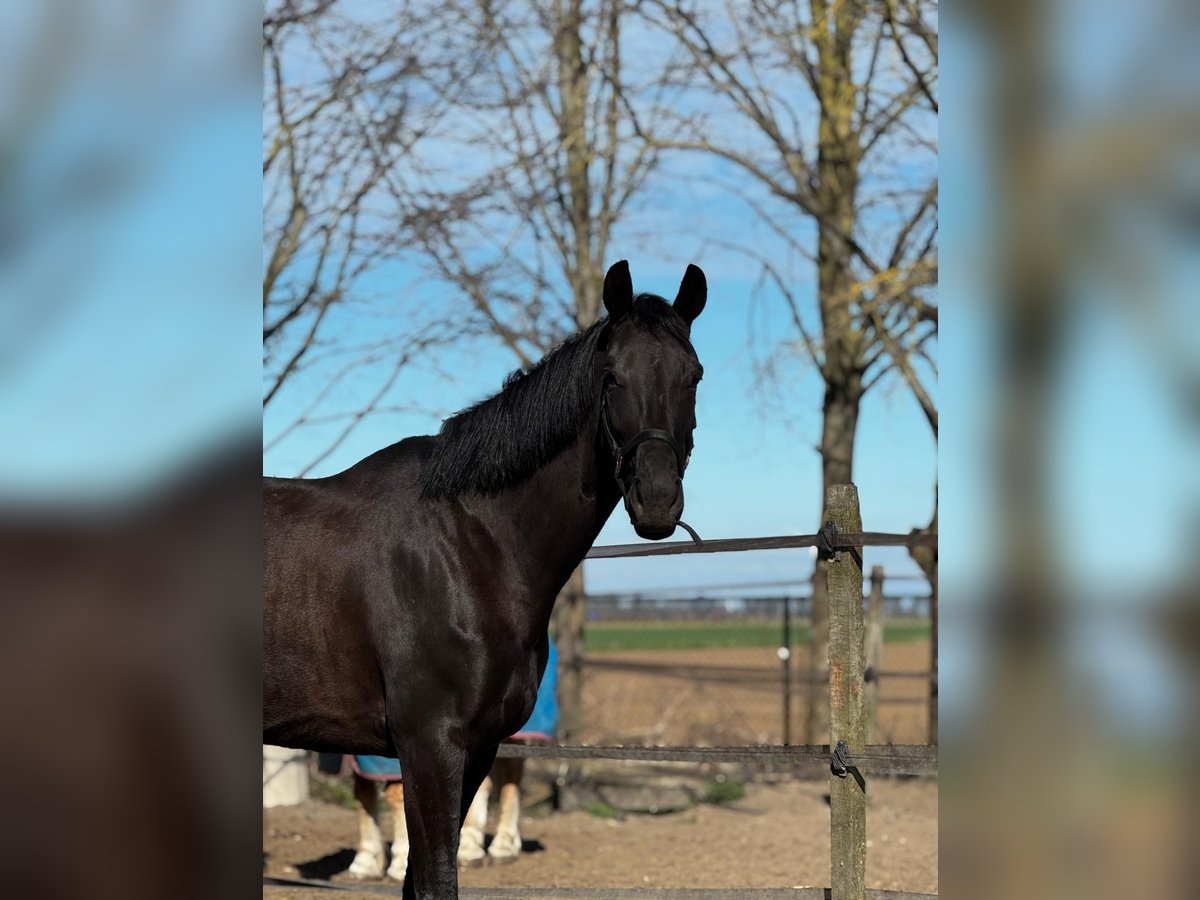 KWPN Mare 7 years 16,3 hh Black in Zuid-Beijerland KWPN Mare 7 years 16,3 hh Black in Zuid-Beijerland