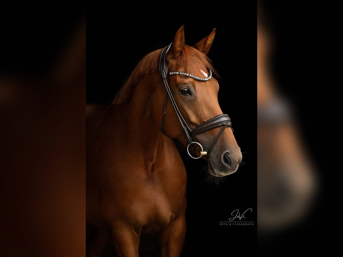 KWPN Mare 7 years 17 hh Chestnut-Red in Velbert