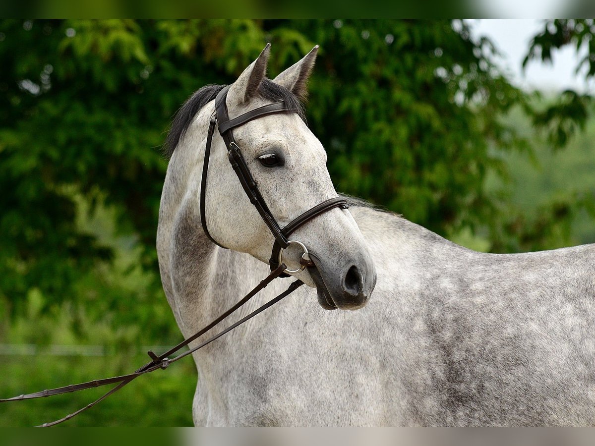 KWPN Mare 7 years 17 hh Gray in Siedleczek