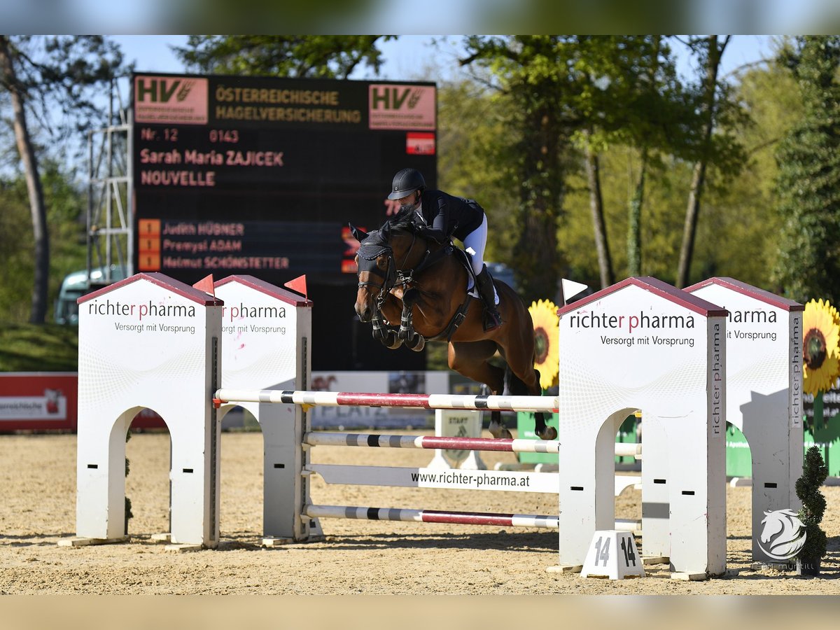 KWPN Mare 7 years Brown in Schiedlberg