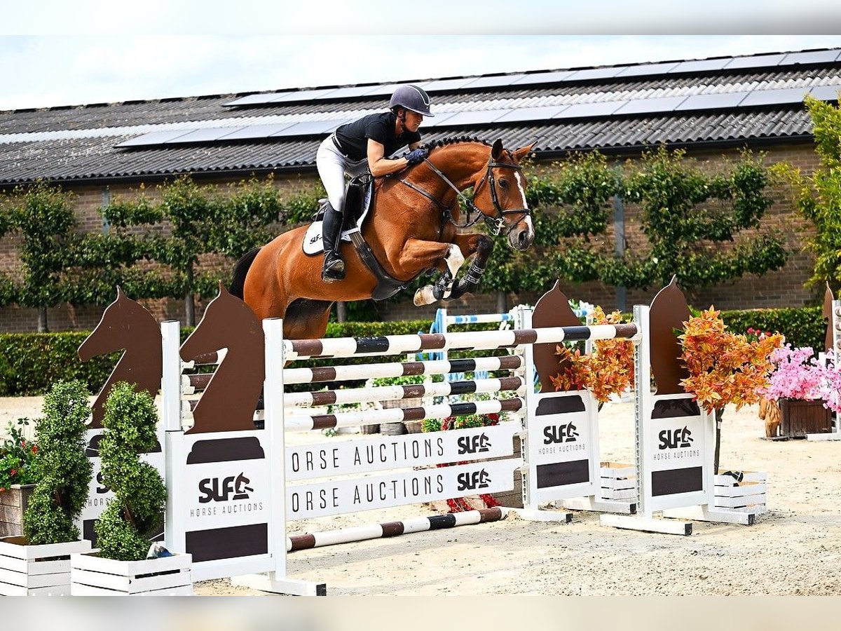 KWPN Mare 8 years 15,3 hh Brown in Bladel