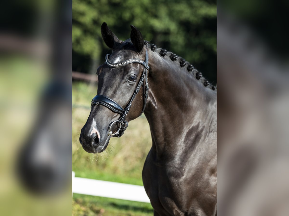 KWPN Mare 8 years 16,1 hh Black in Leur