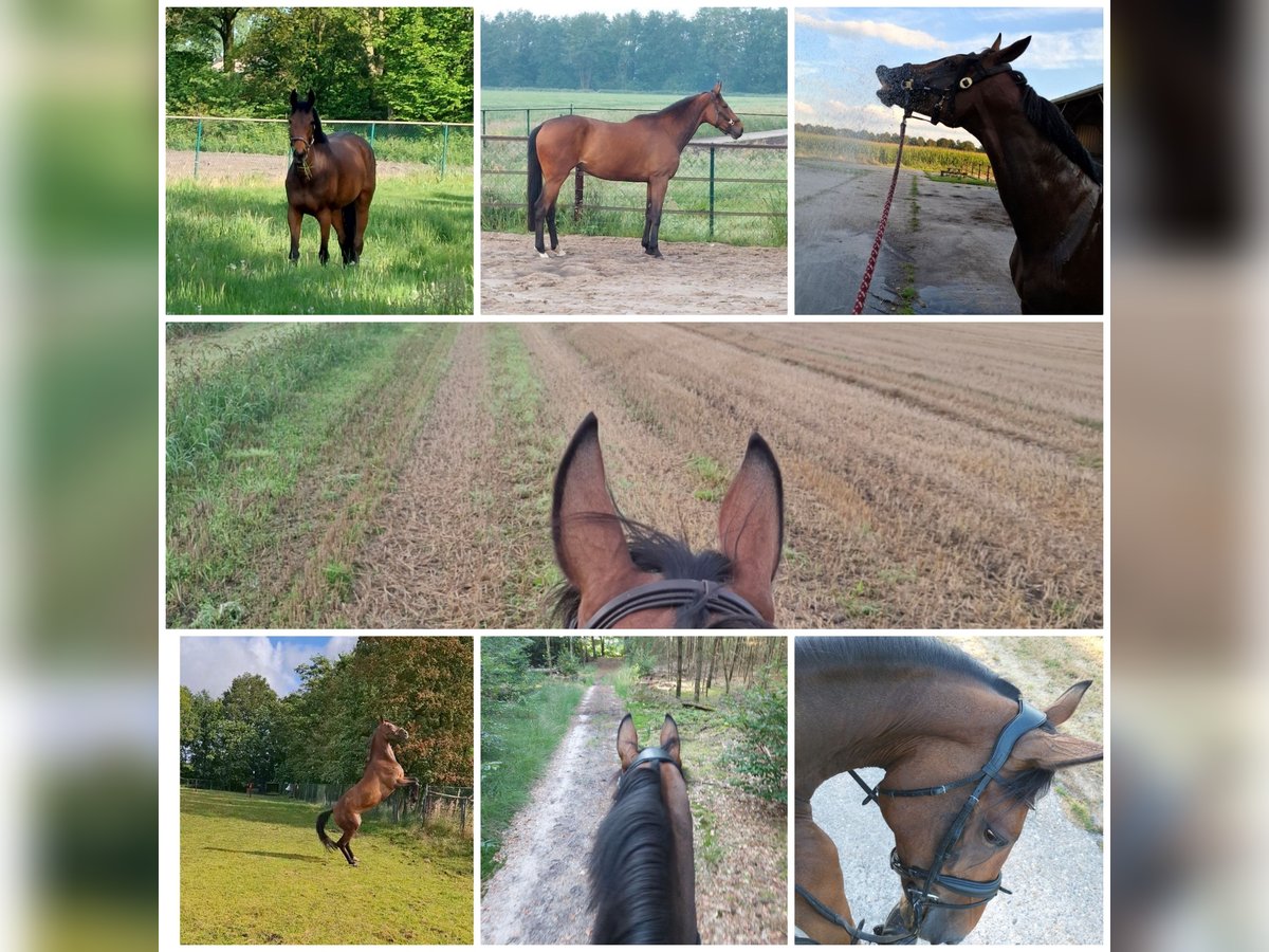 KWPN Mare 8 years 16,1 hh Brown in Oploo