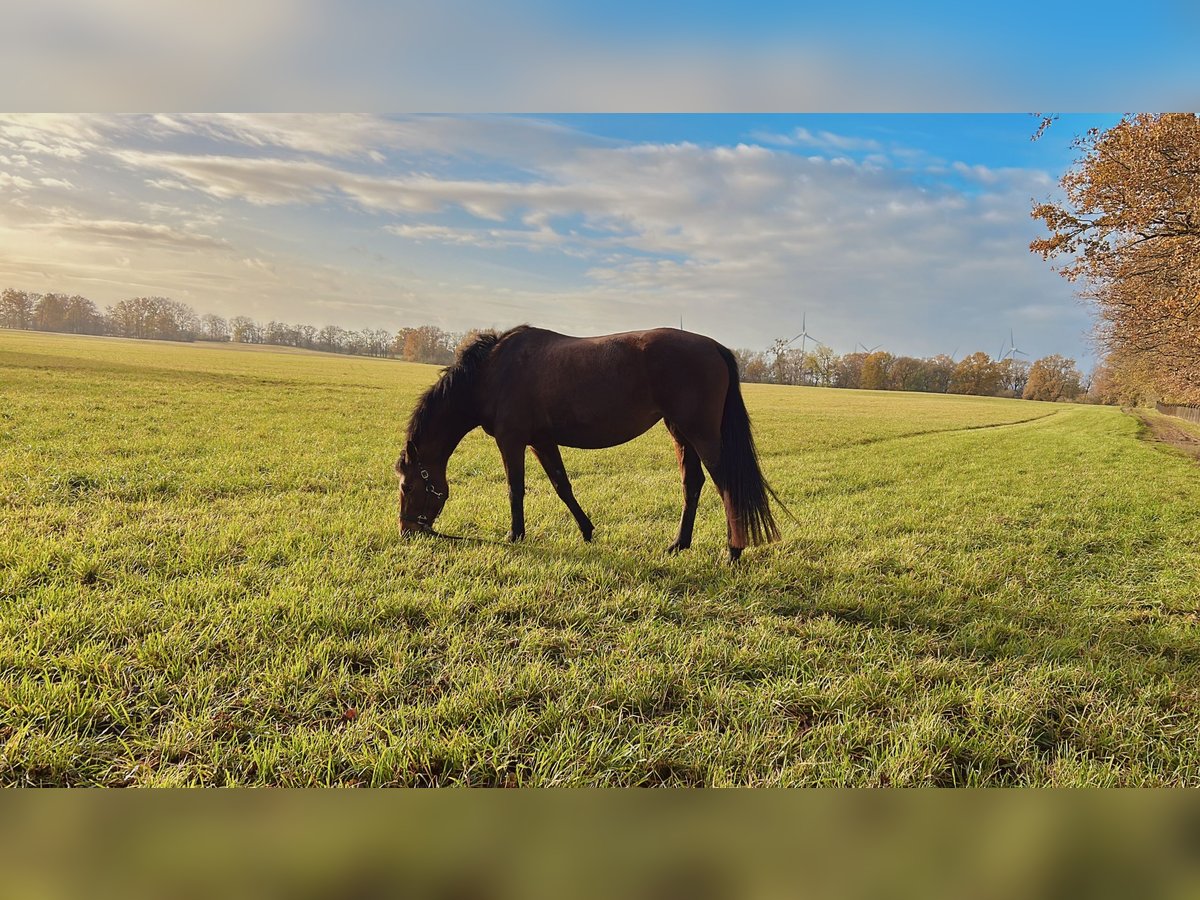 KWPN Mix Mare 8 years 16,1 hh Brown in Wesendahl