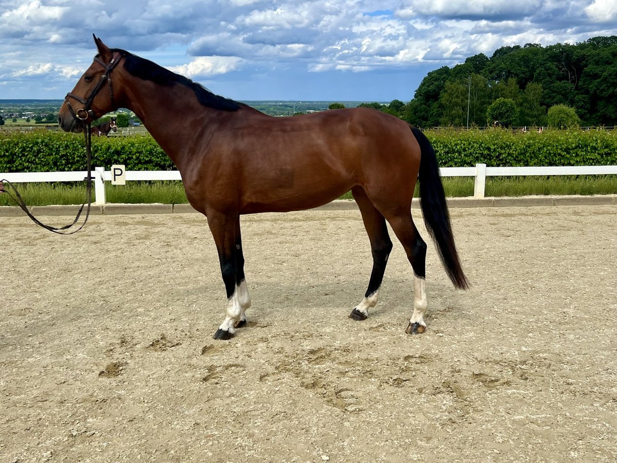 KWPN Mare 8 years 16,1 hh Brown in Rheinbach