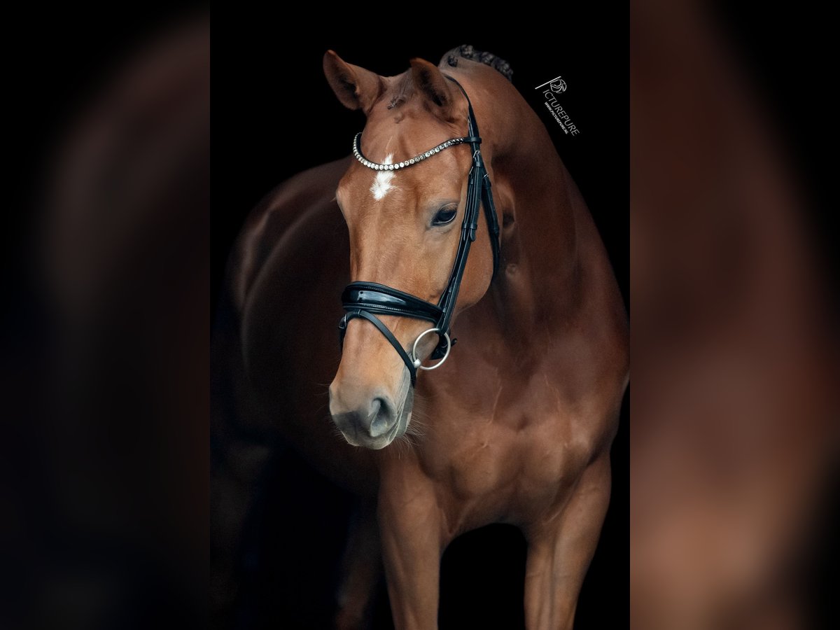 KWPN Mare 8 years 16,1 hh Chestnut in Goch