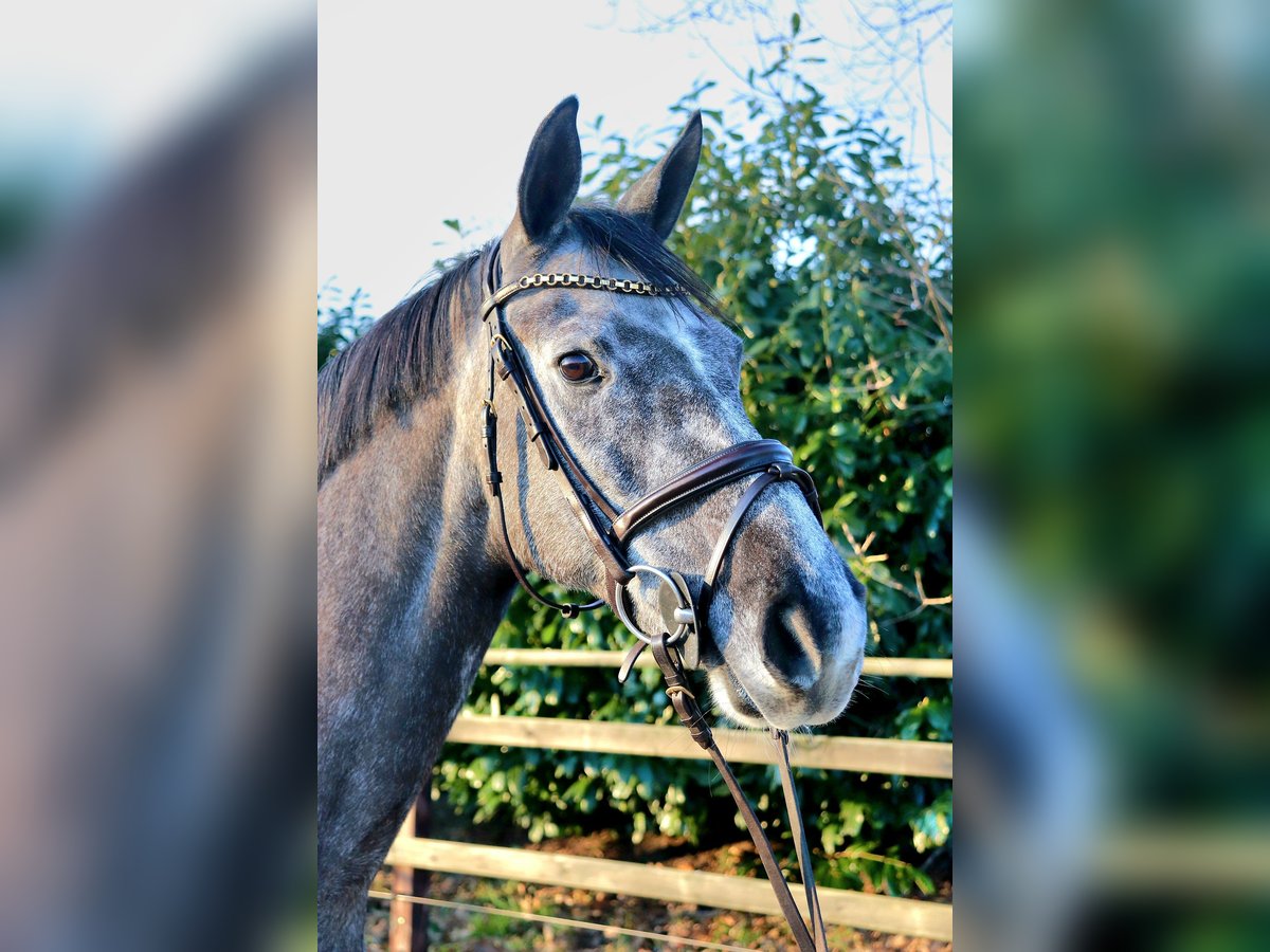 KWPN Mare 8 years 16,1 hh Gray in Meppen