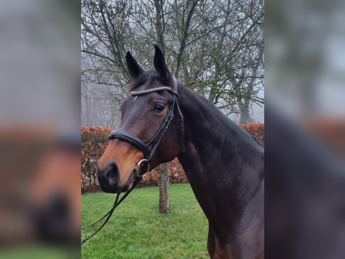 KWPN Mare 8 years 16,2 hh Bay-Dark in Diever