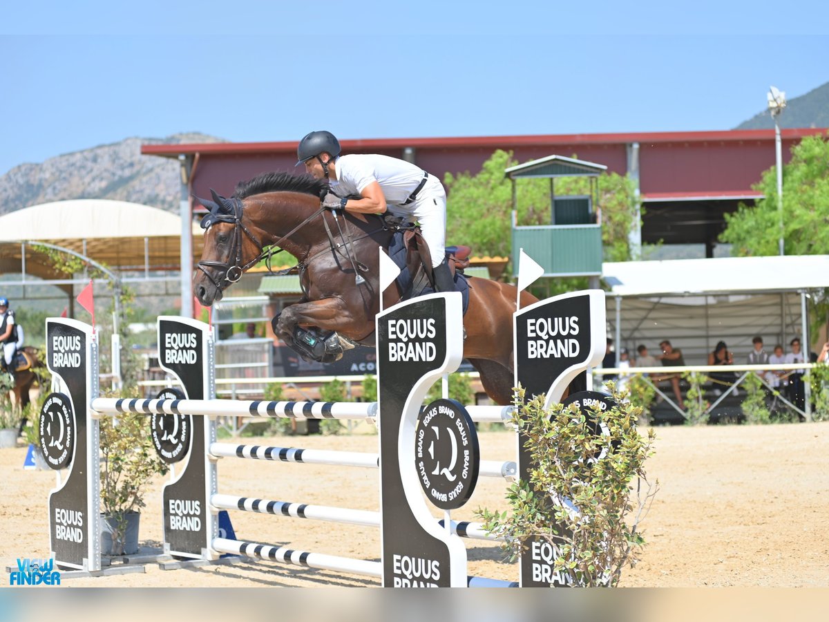 KWPN Mare 8 years 16,2 hh Brown in Pozzuoli