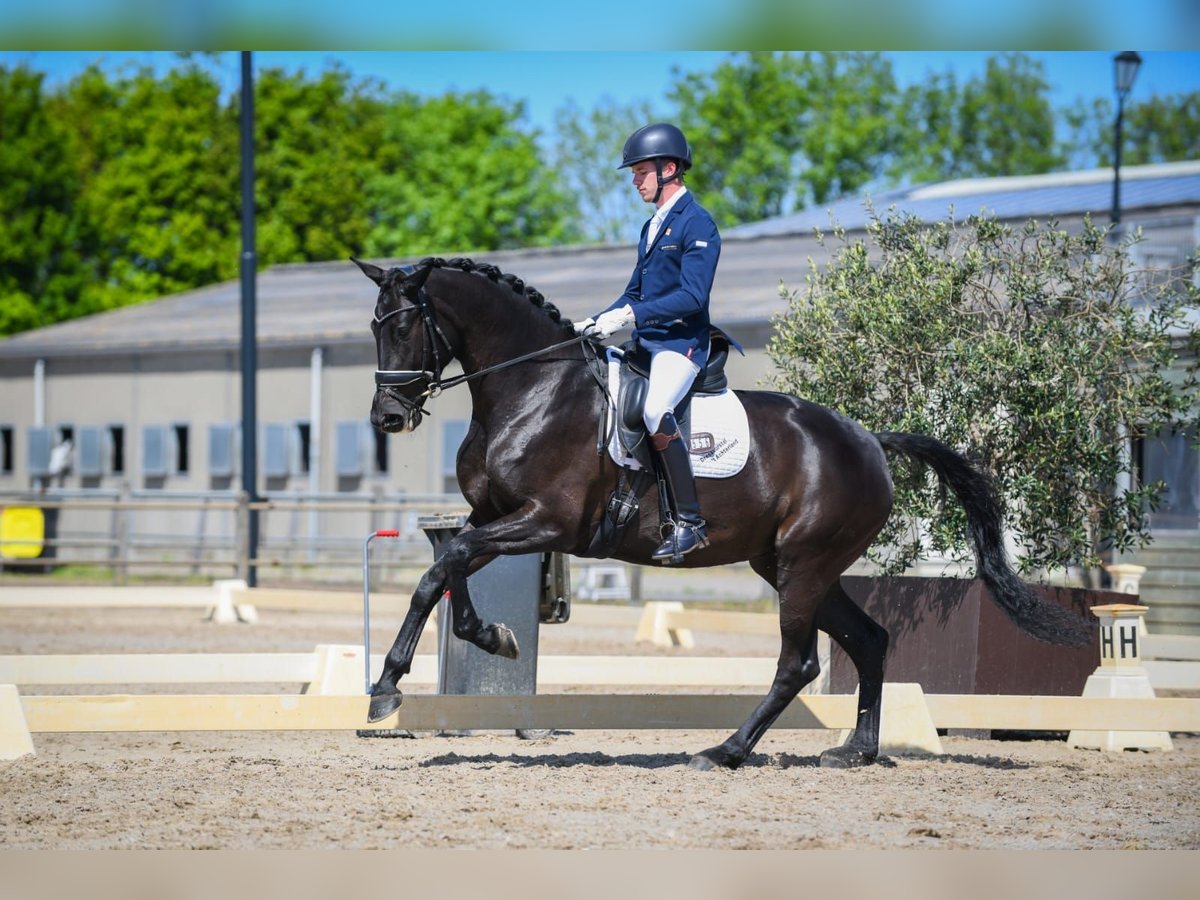 KWPN Mare 8 years 16,3 hh Black in Groot-Ammers