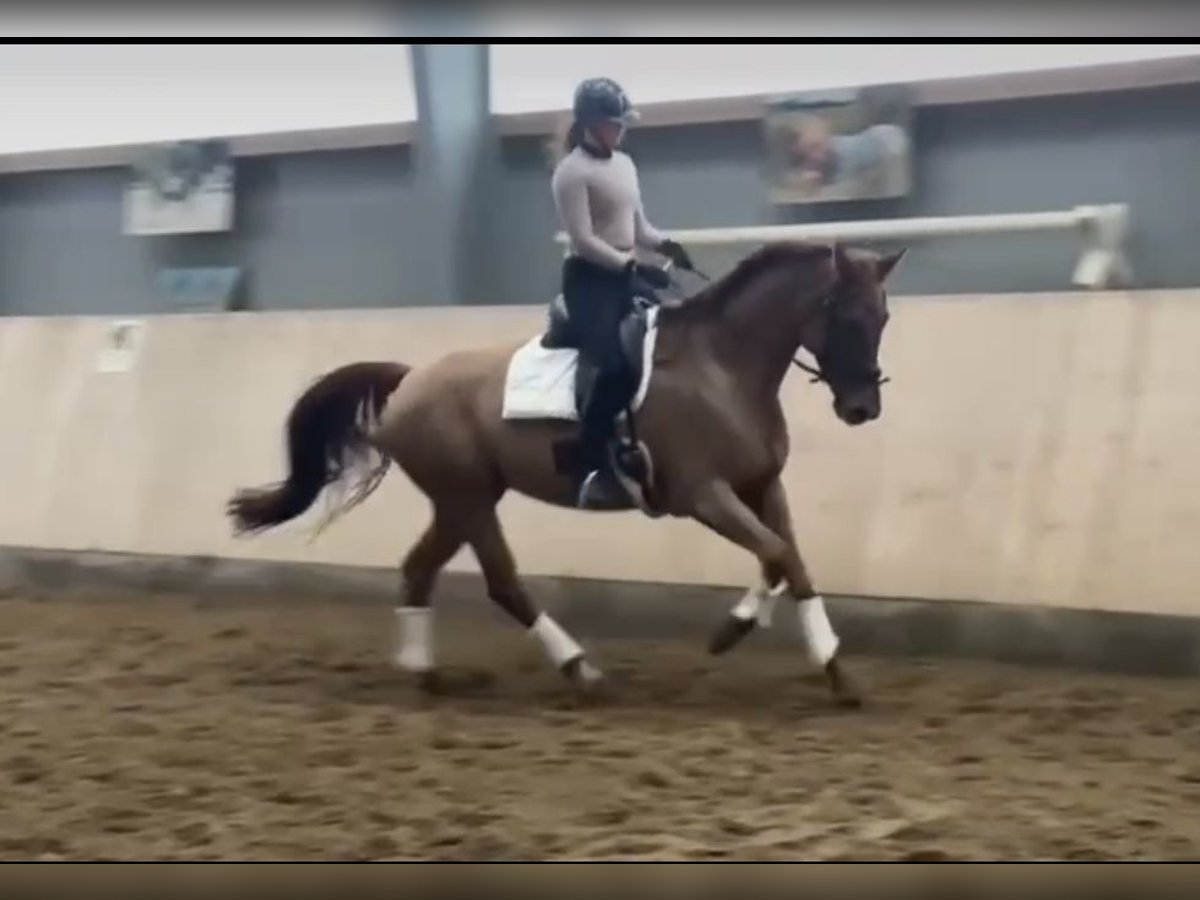 KWPN Mare 8 years 16,3 hh Chestnut-Red in Cuxhaven