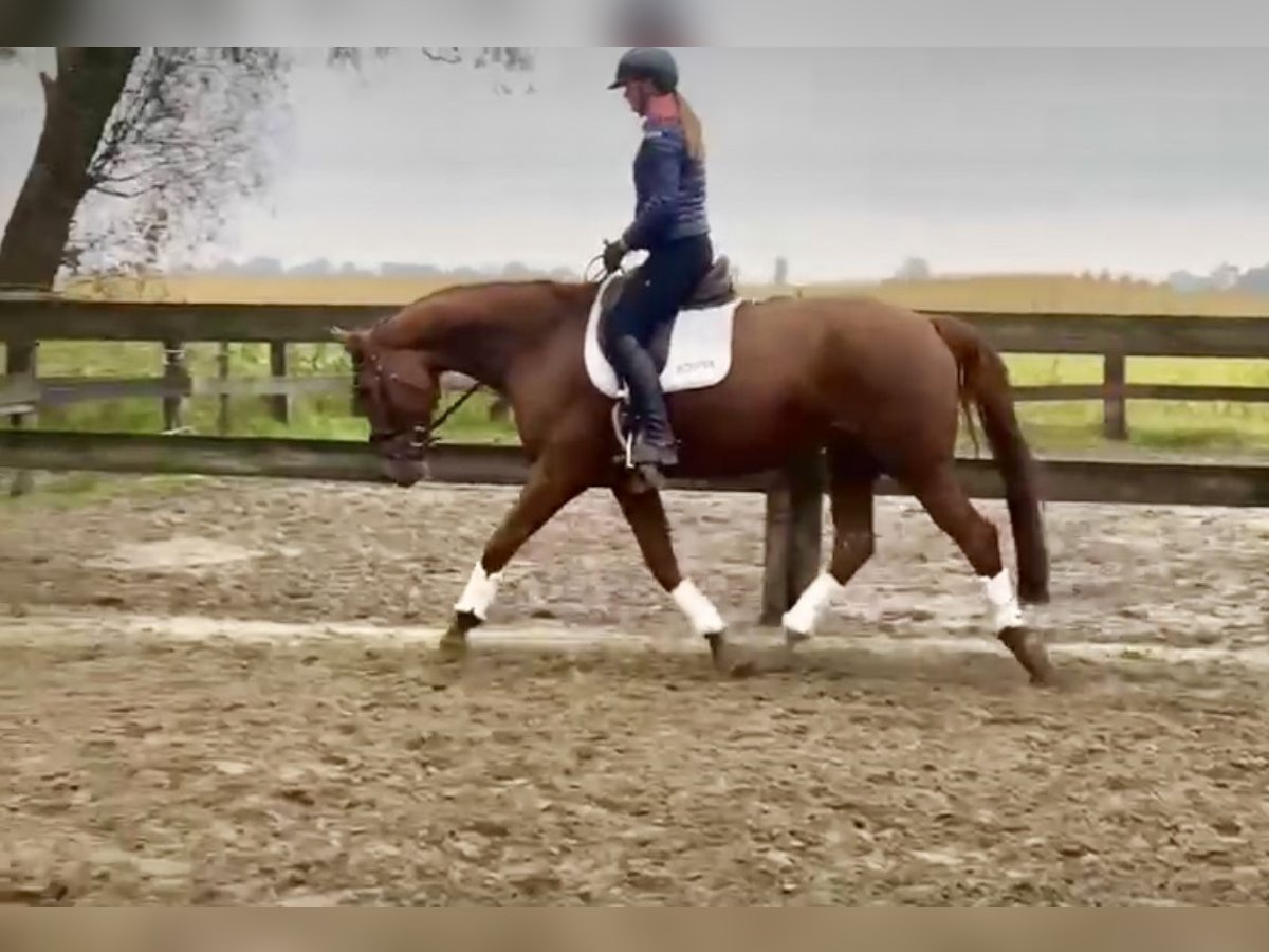 KWPN Mare 8 years 16,3 hh in Cuxhaven