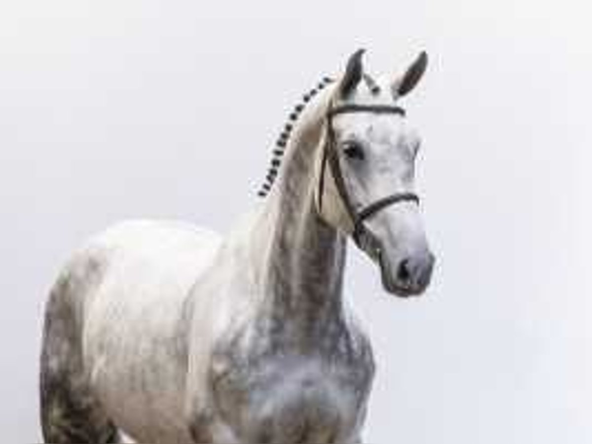 KWPN Mare 8 years 16,3 hh Gray in Waddinxveen