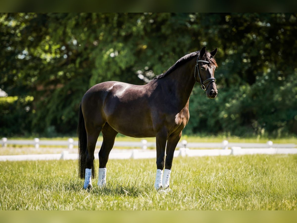 KWPN Mare 8 years 16 hh Black in Bedburg-Hau