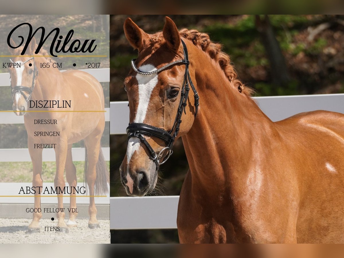 KWPN Mare 8 years 16 hh Chestnut-Red in Nettersheim