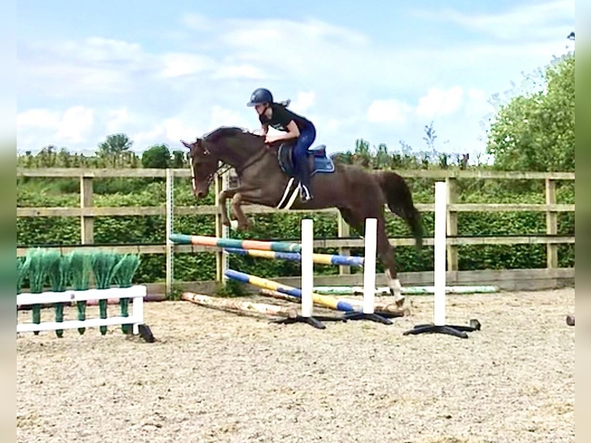 KWPN Mare 8 years 16 hh Chestnut in Canterbury