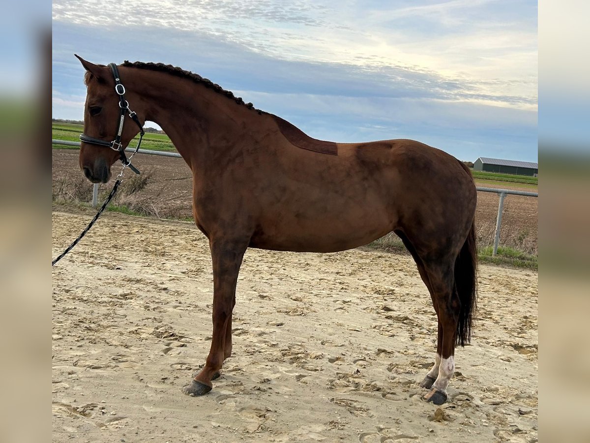 KWPN Mare 8 years 16 hh Chestnut in Geilenkirchen