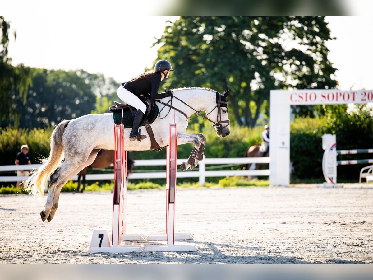 KWPN Mare 8 years 16 hh Gray in Wejherowo