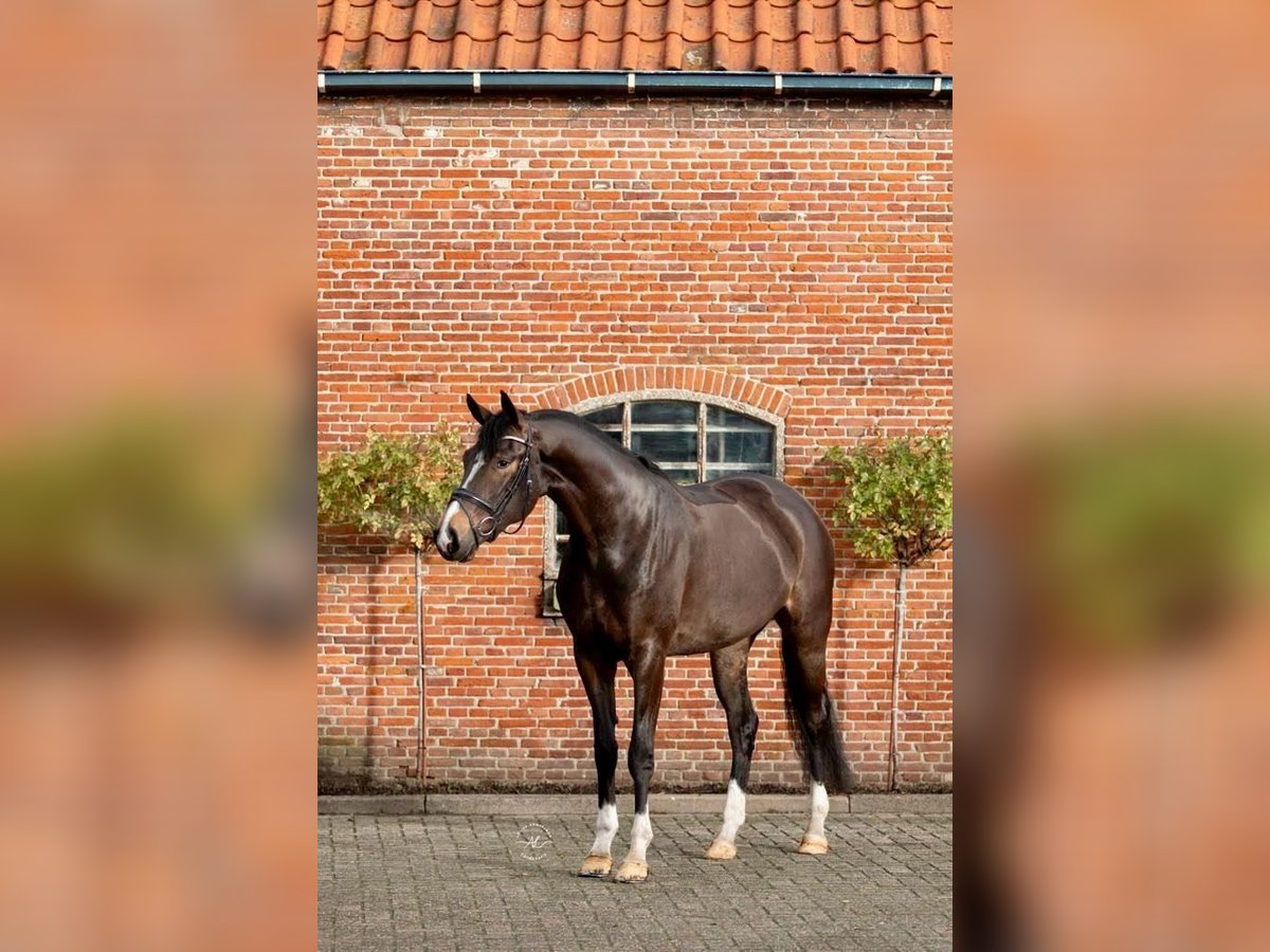 KWPN Mare 8 years 16,1 hh Bay-Dark in Santa Eulalia De Ron&#xE7;ana