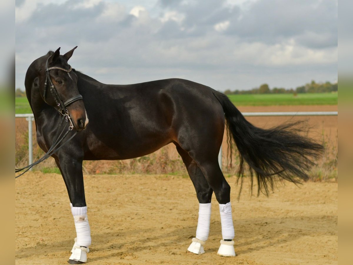 KWPN Mare 8 years 16,1 hh Bay-Dark in Geilenkirchen