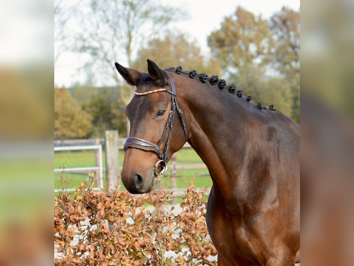 KWPN Mare 8 years 16,1 hh Bay-Dark in Kedichem