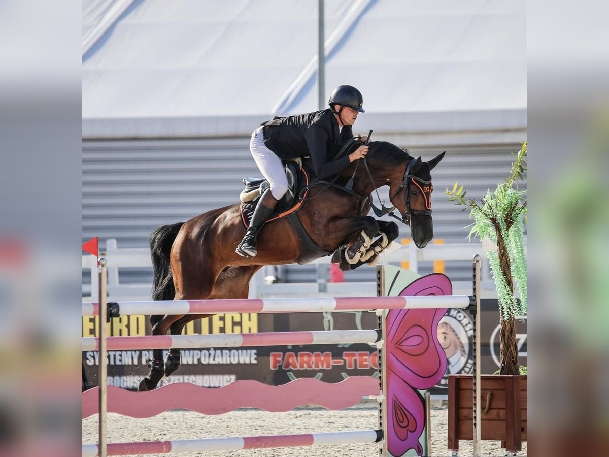 KWPN Mare 8 years 16,1 hh Bay-Dark in Rokitki